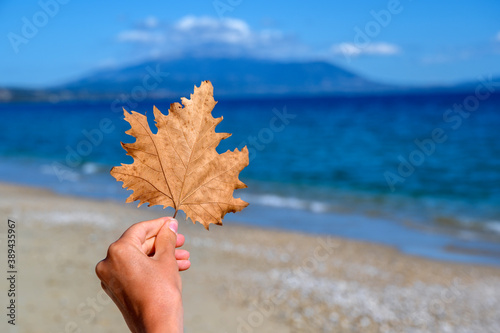 Fototapeta Naklejka Na Ścianę i Meble -  Woman hand holding orange leaf at the beach in Asprovalta, Greece