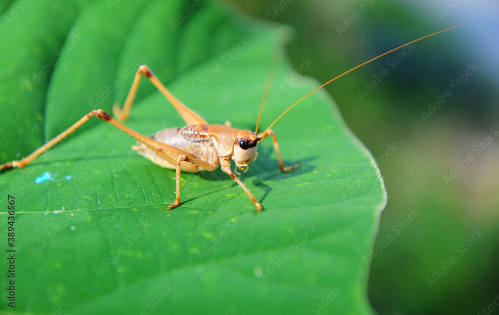 Grasshopper is sitting on the edge of a large green leaf and basking in the sun Grasshopper is sitting on the edge of a large green leaf and basking in the sun
