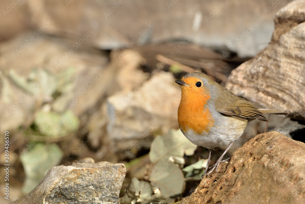 petirrojo europeo bebiendo en el estanque del parque (Erithacus rubecula) Ojén Málaga España petirrojo europeo bebiendo en el estanque del parque (Erithacus rubecula) Ojén Málaga España