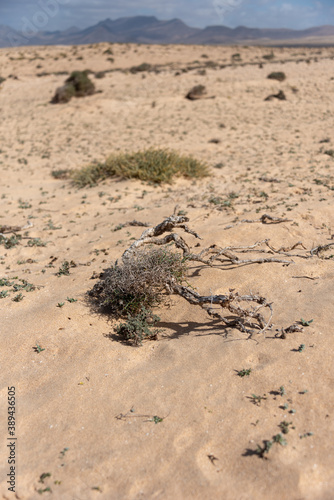 Typical landscape of Fuerteventura Island. Barlovento desert area. Selective focus. 