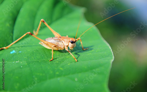 Grasshopper is sitting on the edge of a large green leaf and basking in the sun