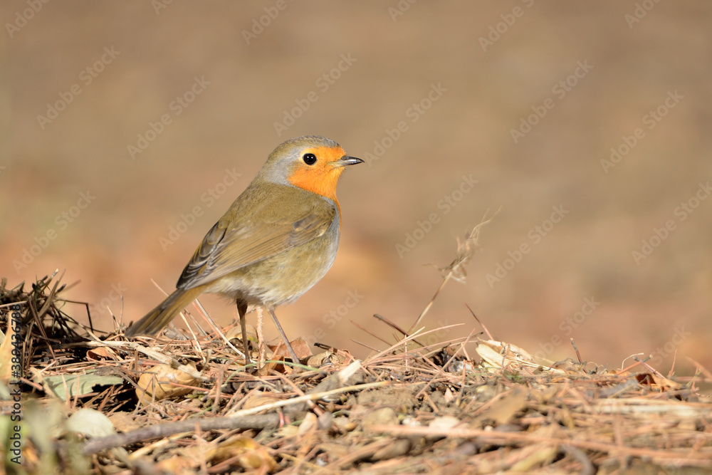 petirrojo europeo bebiendo en el estanque del parque (Erithacus rubecula) Ojén Málaga España petirrojo europeo bebiendo en el estanque del parque (Erithacus rubecula) Ojén Málaga España