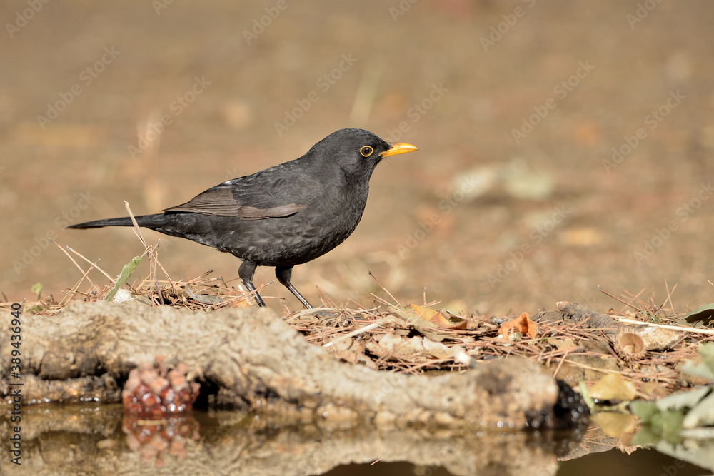 mirlo en el estanque del parque (Turdus merula) Ojén Málaga España mirlo en el estanque del parque (Turdus merula) Ojén Málaga España