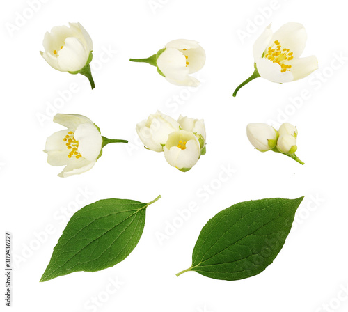 Set of jasmine (Philadelphu...