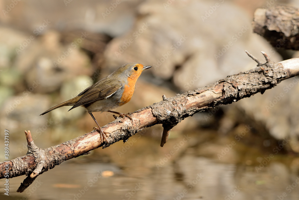Fototapeta premium petirrojo europeo posado en una rama (Erithacus rubecula) Ojén Málaga España 