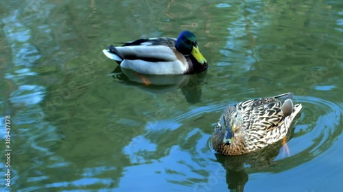 Duck and drake swim beautifully in the pond at close range. Macro shooting.