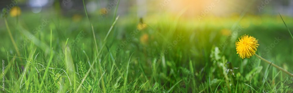 A garden of yellow blooming flowers with green grass background with fresh sunlight