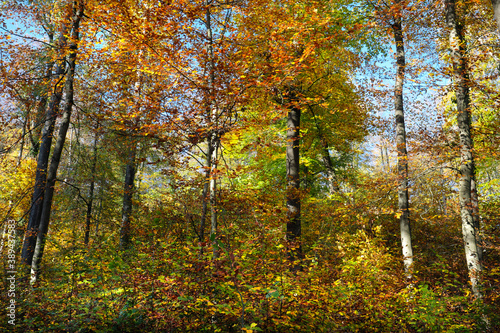Nature photo shot of autumn in the woods with colorful leaves in yellow, green, orange and blue on trees and bushes - stockphoto © Westwind