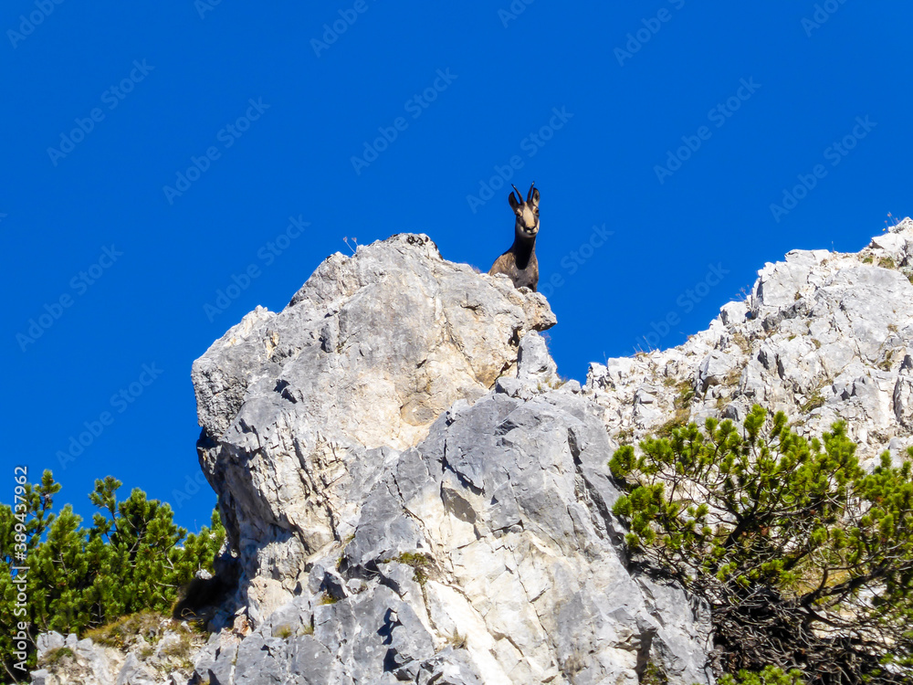 A chamois standing at the mountain' top and observes the surrounding area in National Ges?use Park in Austria. There goat has climbed a very steep rock. Animal in natural habitat
