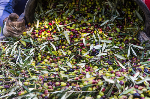 Raccolta olive verdi in Puglia