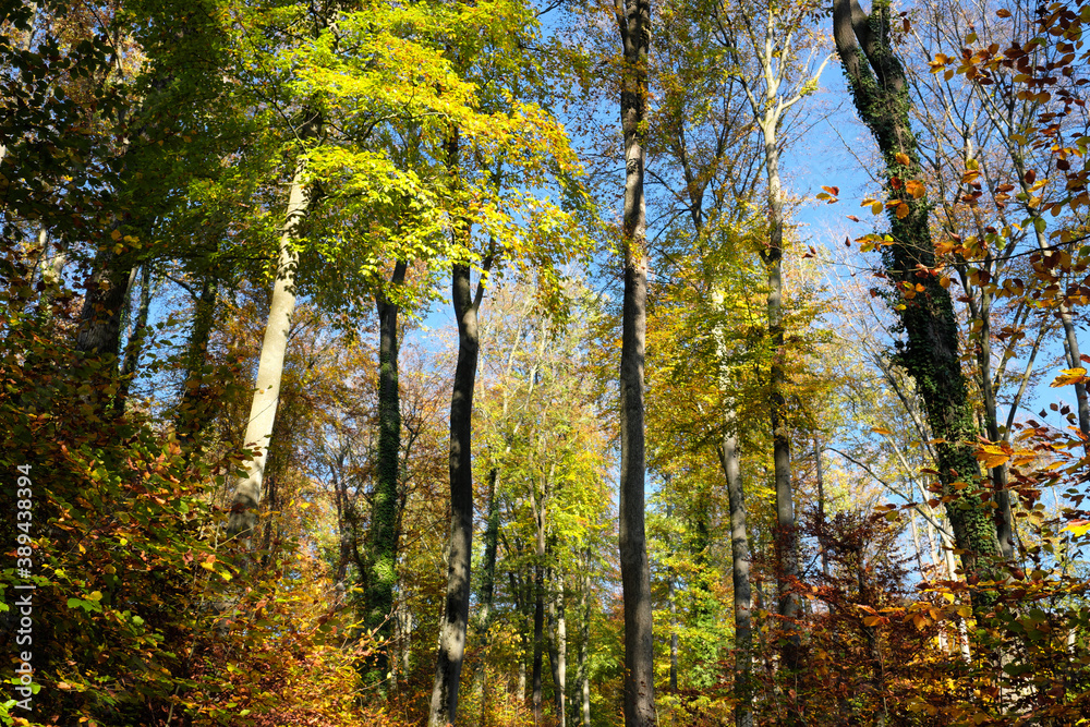 Nature photo shot of autumn in the forest with colorful leaves on trees and bushes - stockphoto Nature photo shot of autumn in the forest with colorful leaves on trees and bushes - stockphoto