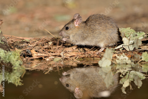 rata comiendo en el parque (Rattus rattus) Ojén Málaga España 
