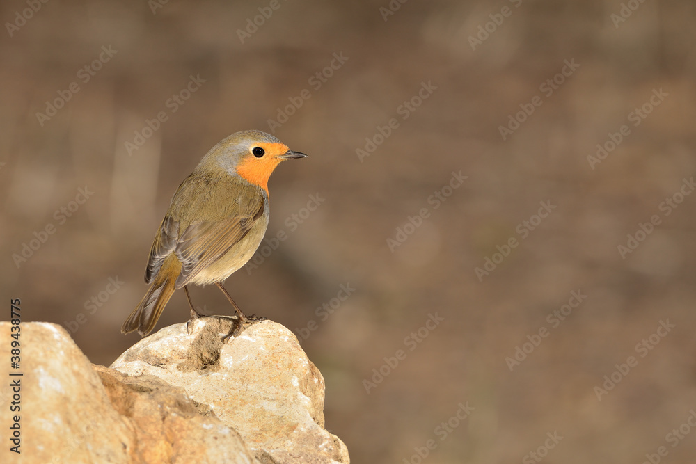 petirrojo europeo posado en una piedra del estanque del parque (Erithacus rubecula) Ojén Málaga España petirrojo europeo posado en una piedra del estanque del parque (Erithacus rubecula) Ojén Málaga España