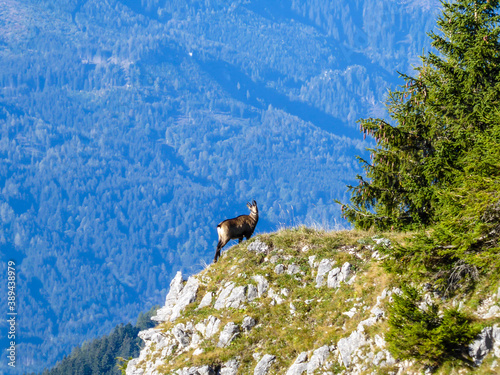 A chamois standing at the mountain shelf and observes the surrounding area in National Ges?use Park in Austria. There is a steep fall behind it. Animal in natural habitat © Chris