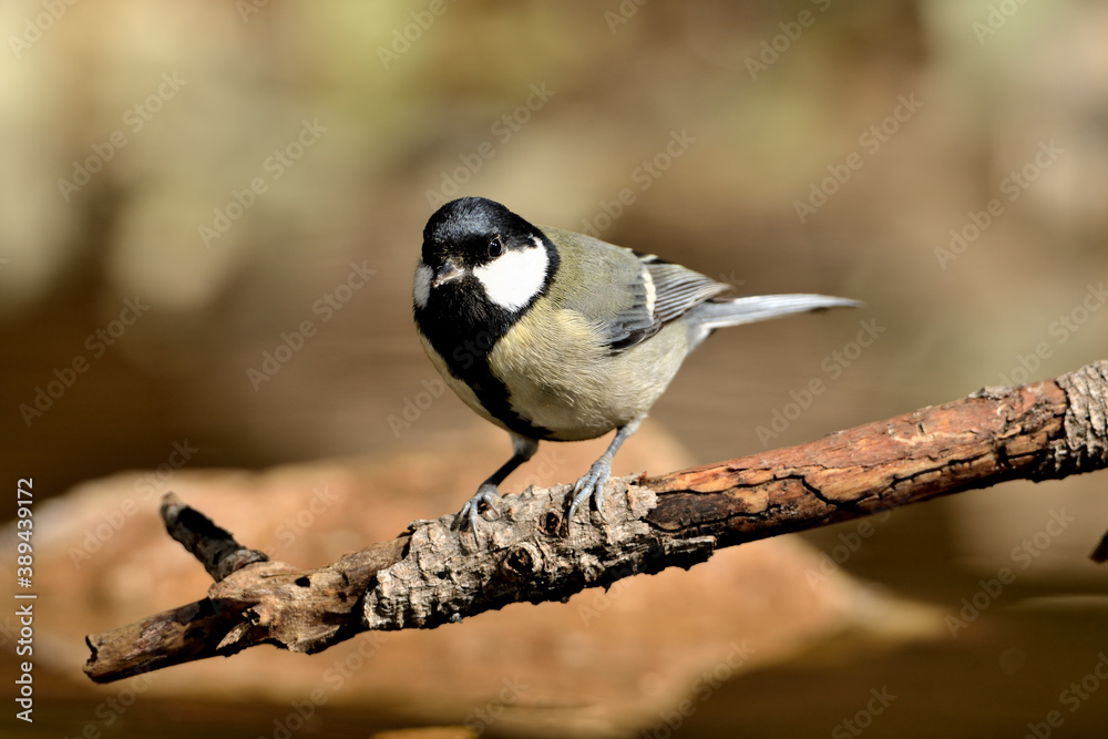 carbonero posado en una rama (Parus major) Ojén Málaga España carbonero posado en una rama (Parus major) Ojén Málaga España