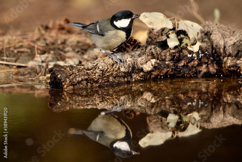 carbonero bebiendo en el estanque del parque (Parus major) Ojén Málaga España 