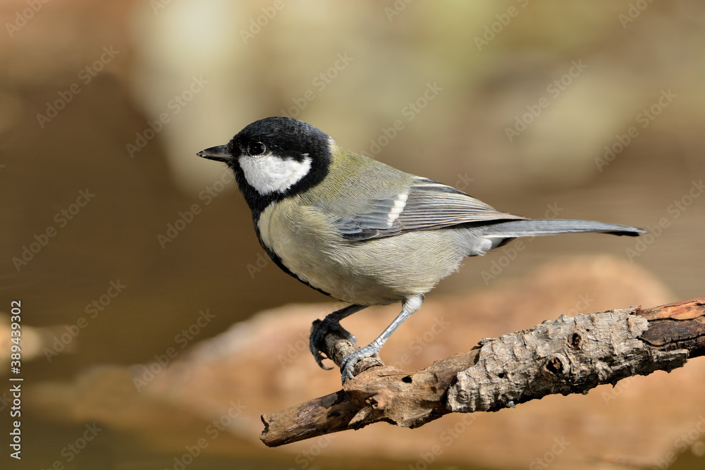 carbonero posado en una rama (Parus major) Ojén Málaga España carbonero posado en una rama (Parus major) Ojén Málaga España