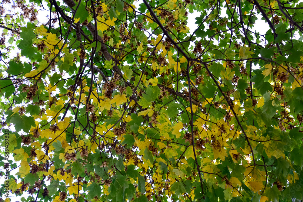 Autumn Trees by Morning With Dropping Foliage