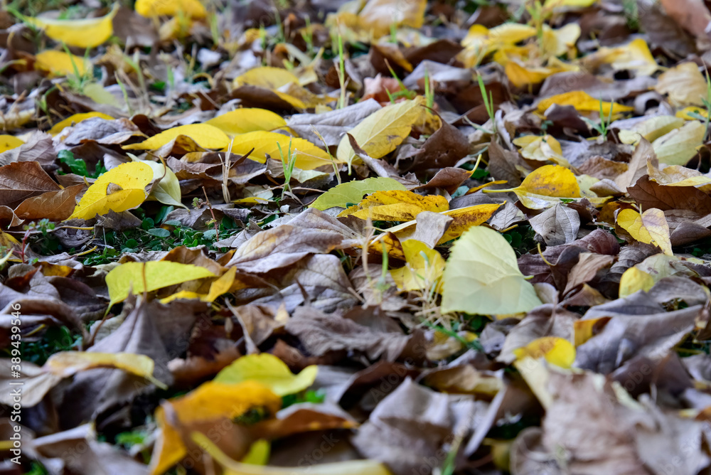 Autumn Foliage Dropped From the Trees on the Grass