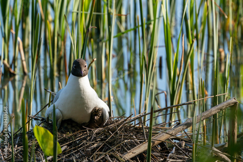 Black-headed Gull and nest with chick