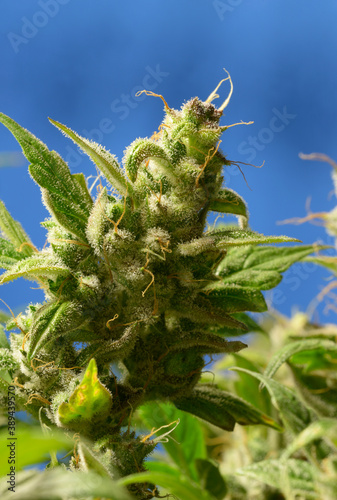 Cannabis buds Auto Kabul blooming flowers, trichomes in the inflorescence of the plant visible