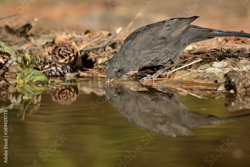 mirlo reflejado mientras bebe en el estanque del parque (Turdus merula) Ojén Málaga España 