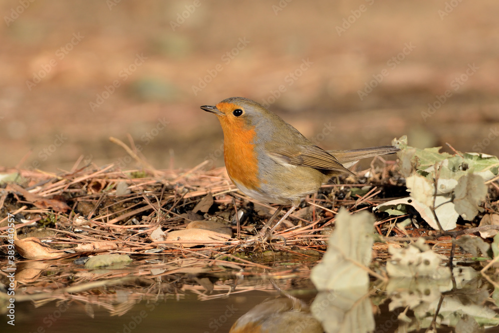 petirrojo europeo bebiendo en el estanque (Erithacus rubecula) Ojén Málaga España	