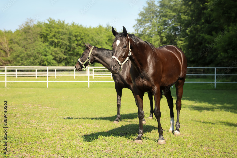 Dark bay horses in paddock on sunny day. Beautiful pets Dark bay horses in paddock on sunny day. Beautiful pets