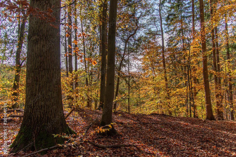 colorful autumn in the forest