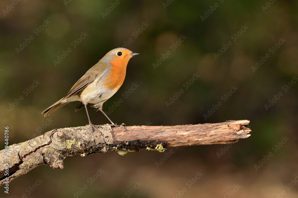 petirrojo europeo posado en una rama (Erithacus rubecula) Ojén Málaga España	