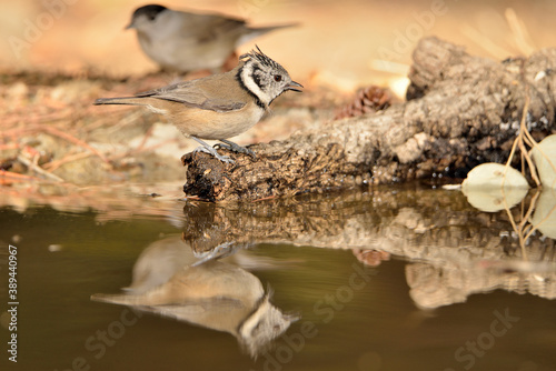 herrerillo capuchino en el estanque del parque (Lophophanes cristatus) Ojén Málaga España 