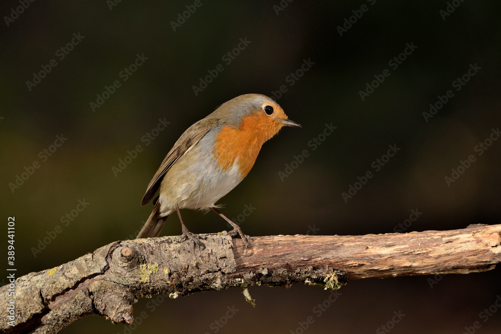 petirrojo europeo posado en una rama (Erithacus rubecula) Ojén Málaga España 