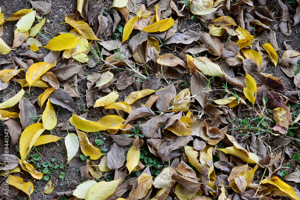 Autumn Foliage Dropped From the Trees on the Grass Autumn Foliage Dropped From the Trees on the Grass