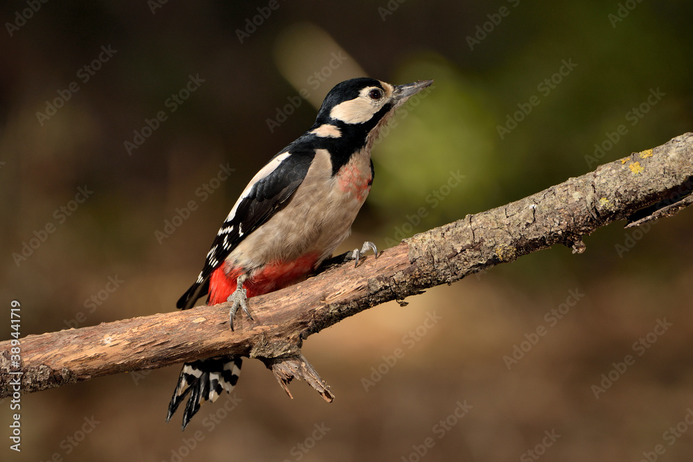 pico picapinos posado en una rama (Dendrocopos major) pájaro carpintero Ojén Málaga España pico picapinos posado en una rama (Dendrocopos major) pájaro carpintero Ojén Málaga España