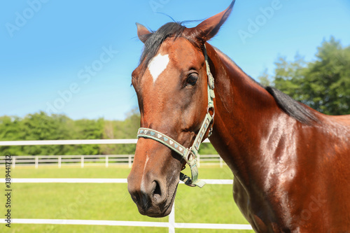 Bay horse in paddock on sunny day. Beautiful pet