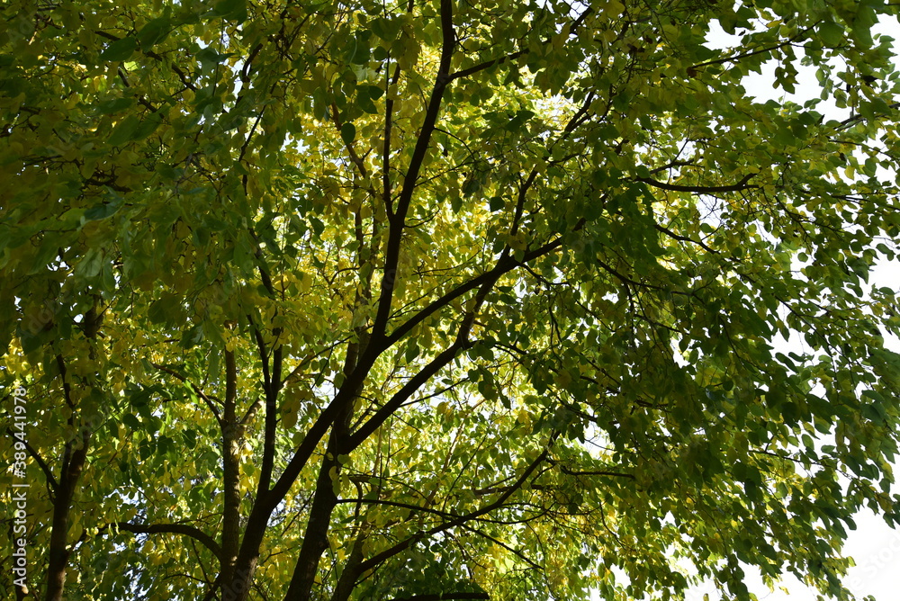 Autumn Trees by Morning With Dropping Foliage Autumn Trees by Morning With Dropping Foliage