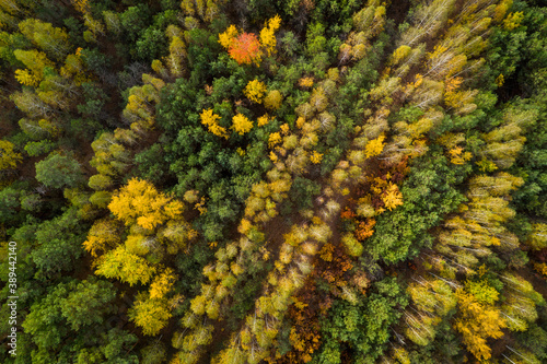 Colorful autumn forest, aerial view