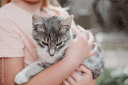 girl holding grey cat. unrecognizable little girl with mixed breed kitten. pet care concept. 