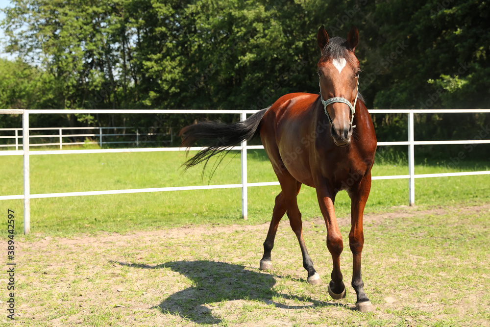 Bay horse in paddock on sunny day. Beautiful pet Bay horse in paddock on sunny day. Beautiful pet