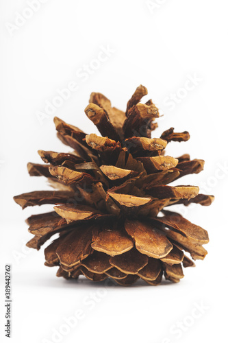 Isolated Pine Cone