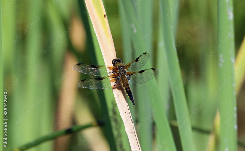 Beautiful dragonfly at grass stem with detail of its wings Beautiful dragonfly at grass stem with detail of its wings