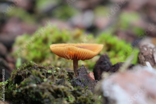 Champignon 2
