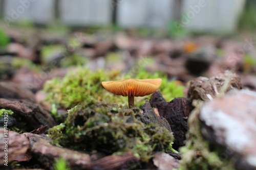 Champignon 6