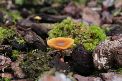 Champignon 8