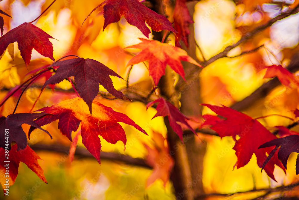 detail of liquidambar (sweetgum tree) leafs with blurred background - autumnal background detail of liquidambar (sweetgum tree) leafs with blurred background - autumnal background
