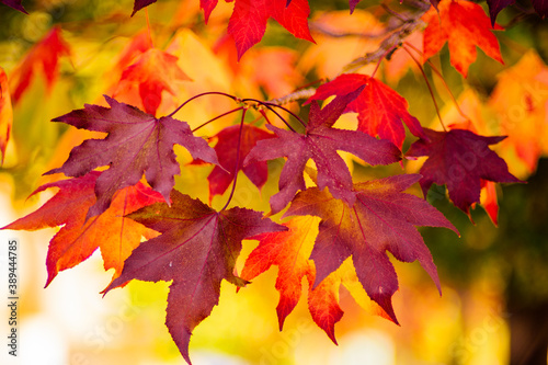 detail of liquidambar (sweetgum tree) leafs with blurred background - autumnal background