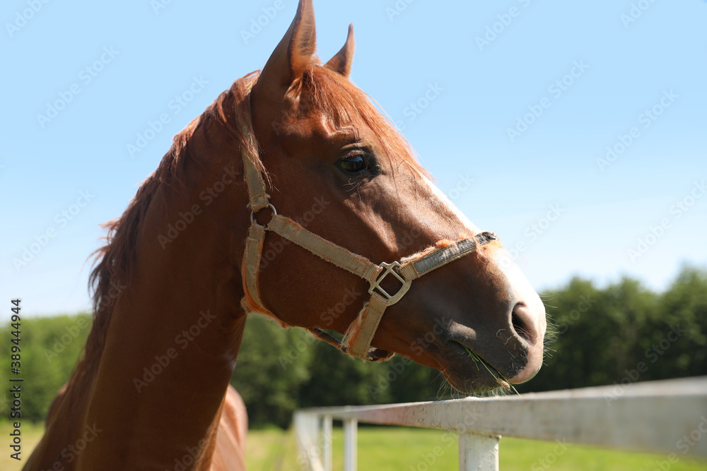 Chestnut horse in paddock on sunny day. Beautiful pet Chestnut horse in paddock on sunny day. Beautiful pet