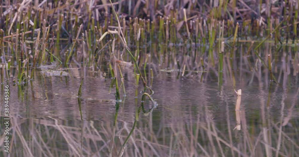 Kingfisher perched on low cut reeds, reflected in water. Flies out of frame.