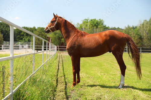 Chestnut horse in paddock on sunny day. Beautiful pet