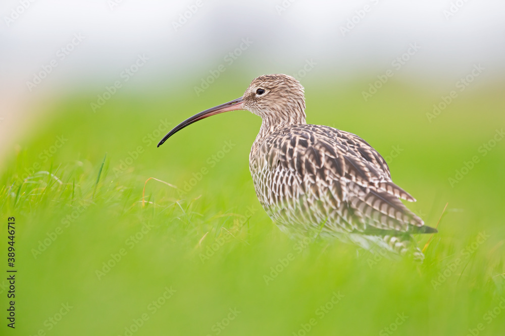 A portrait of a curlew resting in a meadow during migration. A portrait of a curlew resting in a meadow during migration.